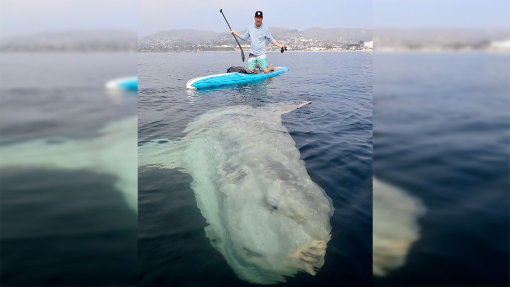 Matt Wheaton, poses for a photo with an ocean sunfish known as a "Mola mola," off the coast of Laguna Beach on Dec. 2, 2021.