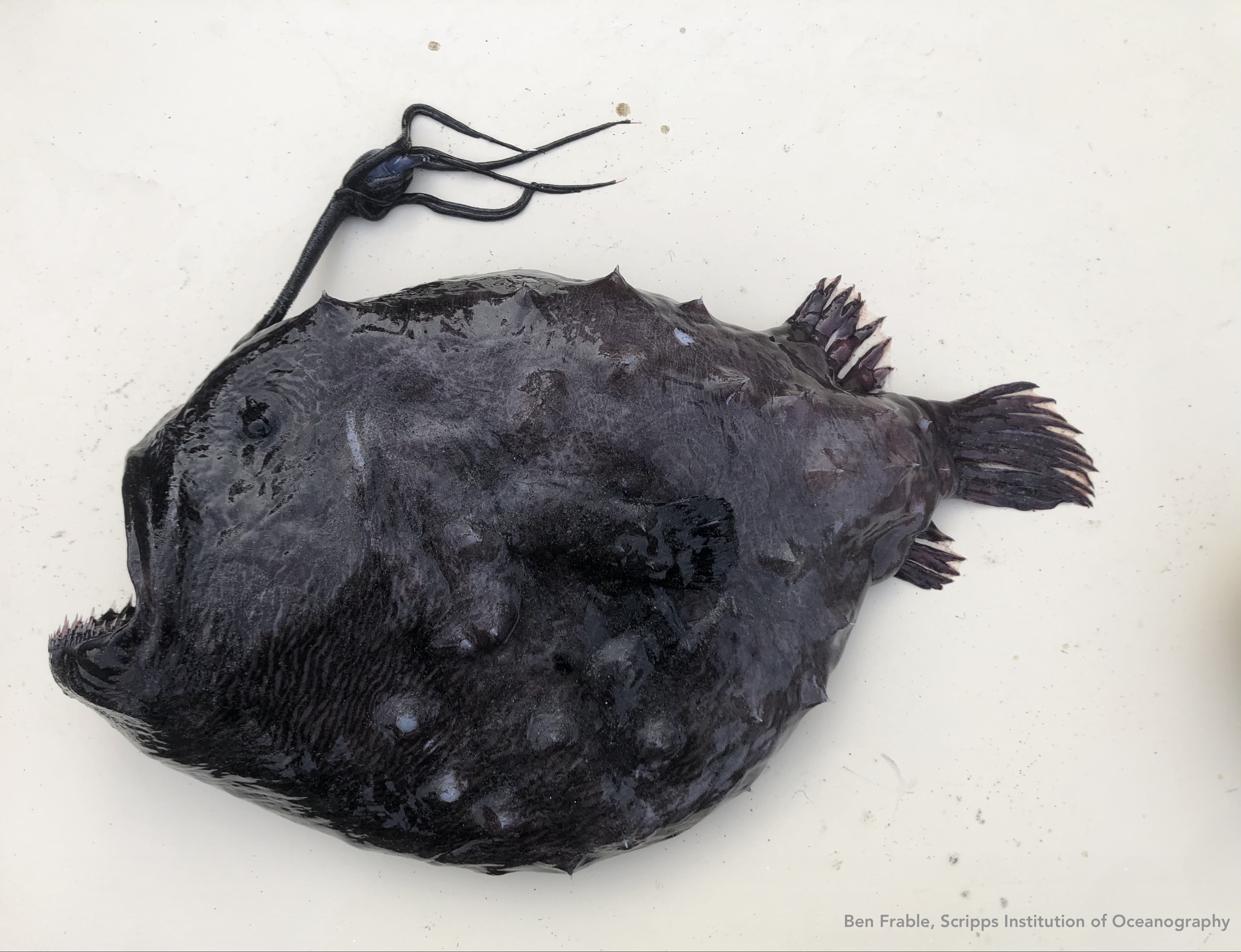 Another Deep-Sea Anglerfish Washes up on San Diego Beach – NBC 7 San Diego