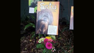 A makeshift memorial at the San Diego Zoo for Satu