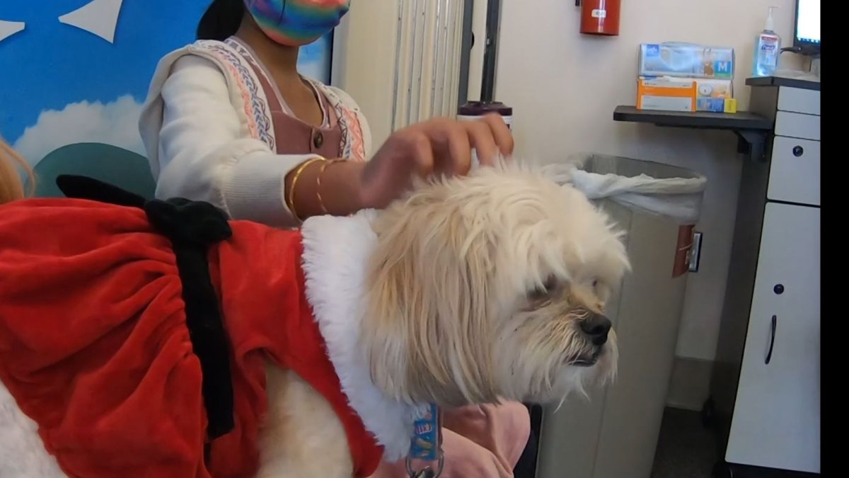 Not So Ruff Getting COVID Shot When Kids Therapy Dog’s Nearby – NBC 7 San Diego