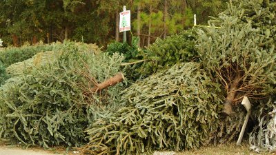 51st Annual Christmas tree recycling program