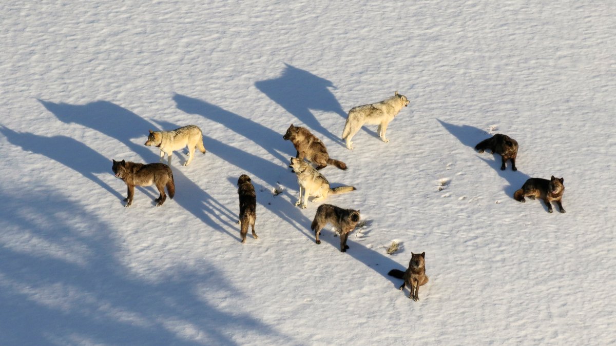 Montana Curbs Wolf Hunt After 23 From Yellowstone Killed – NBC 7 San Diego - Vimarsana News
