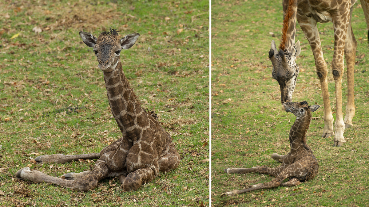 Baby Giraffe Born at San Diego Zoo Safari Park Dies Two Days Later: Park –  NBC 7 San Diego