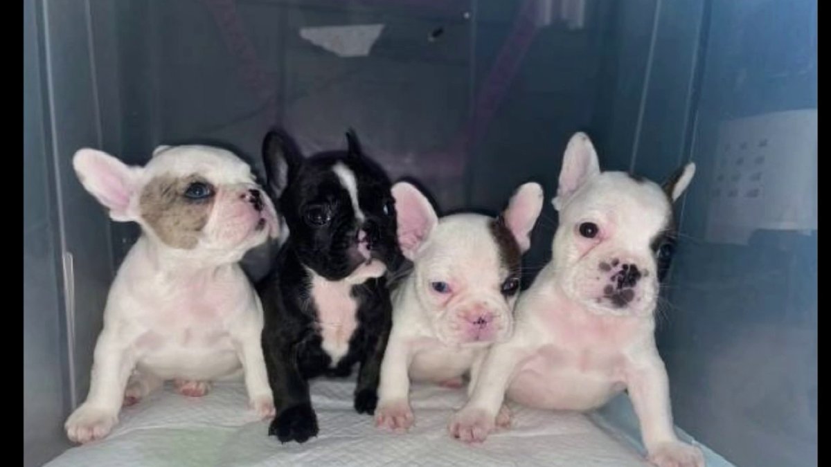Popularity of French Bulldogs Prompts Increase in Thefts - Vimarsana News