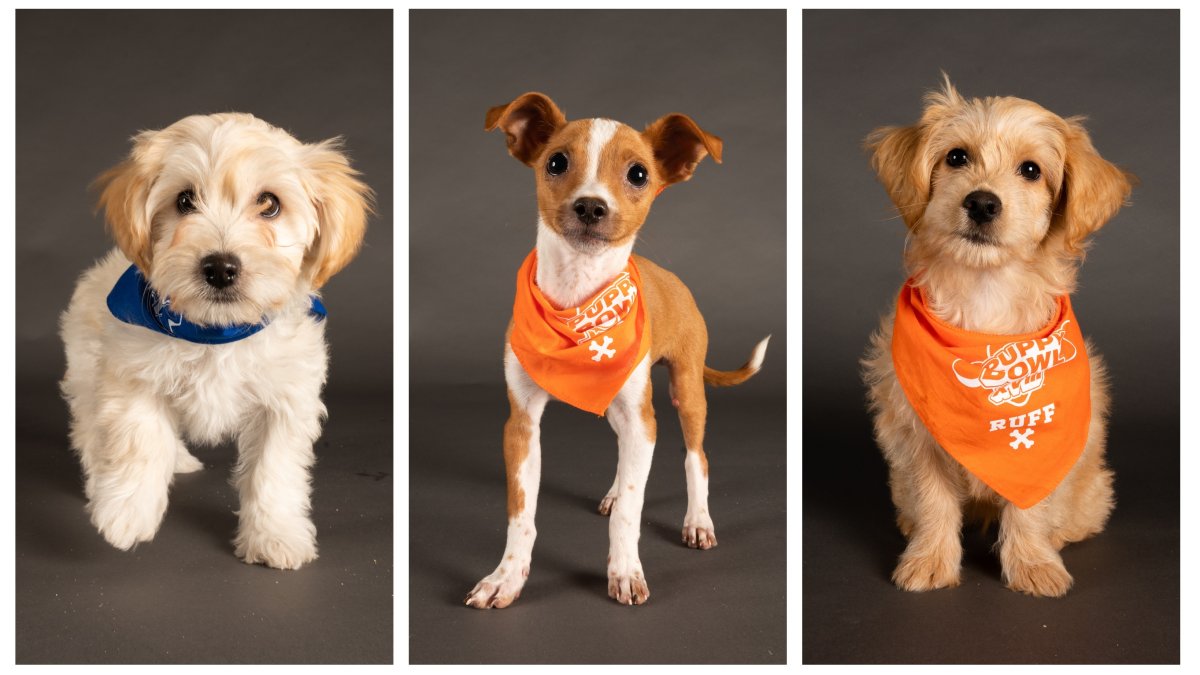 Pawsitively Cute 3 San Diego County Pups to Appear in Puppy Bowl