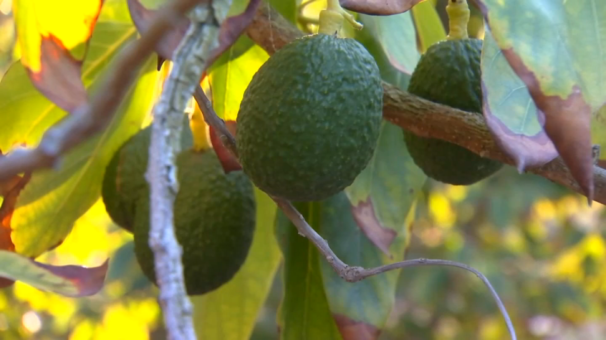 Record-Setting December Rains Spell Relief For San Diego Area Farmers - NBC San Diego