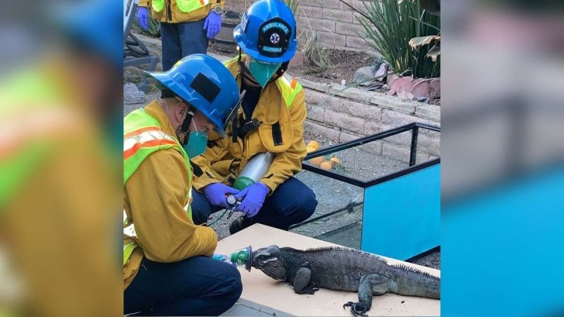 Pictures: Glendale Firefighters Rescue Exotic Reptiles With Oxygen Masks
