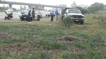 A wayward sea lion rests on the side of State Route 94 after somehow making its way near the Fairmount Park freeway on Friday, Jan. 7, 2022.