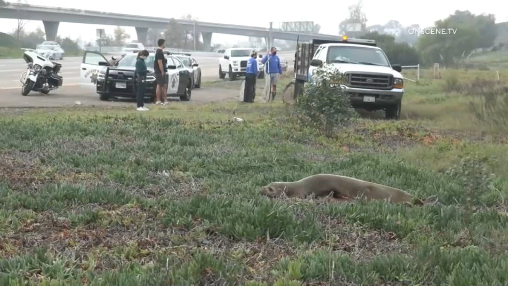 A wayward sea lion rests on the side of State Route 94 after somehow making its way near the Fairmount Park freeway on Friday, Jan. 7, 2022.