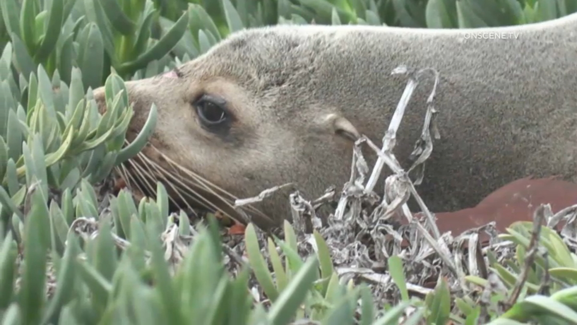Wayward Sea Lion Found Miles From Ocean on San Diego Freeway – NBC 7 San  Diego