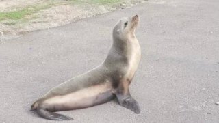 A wayward sea lion puzzled drivers on State Route 94 on Friday, Jan. 7, 2022 when it was spotted on the side of the freeway near Fairmount Park.