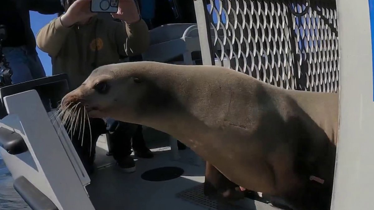 Sea lion lost on San Diego freeway released back into ocean