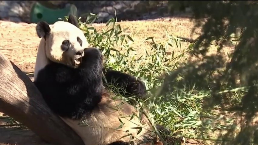 How to FedEx a Giant Panda to China