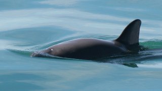 Endangered Porpoises