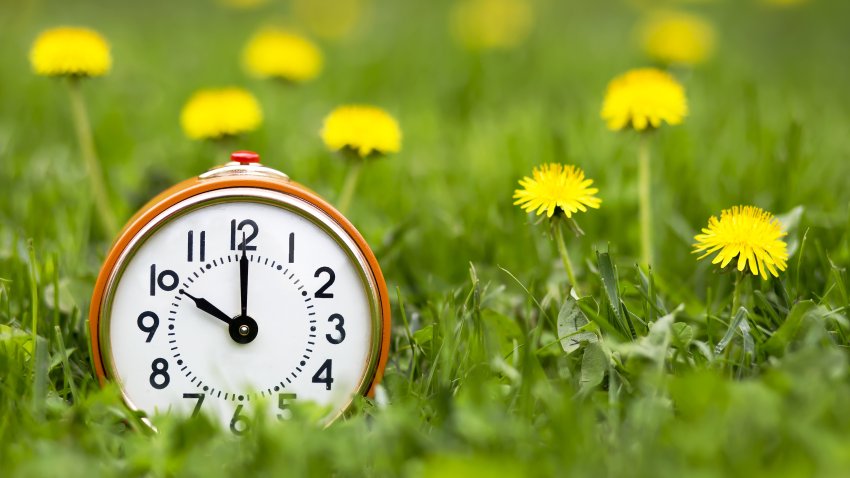 Daylight savings time, spring forward concept – retro alarm clock and dandelion flowers in the grass