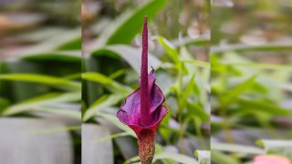 Amorphophallus konjac (also known as konjak, konjaku, konnyaku potato, devil's tongue, voodoo lily, snake palm, or elephant yam).