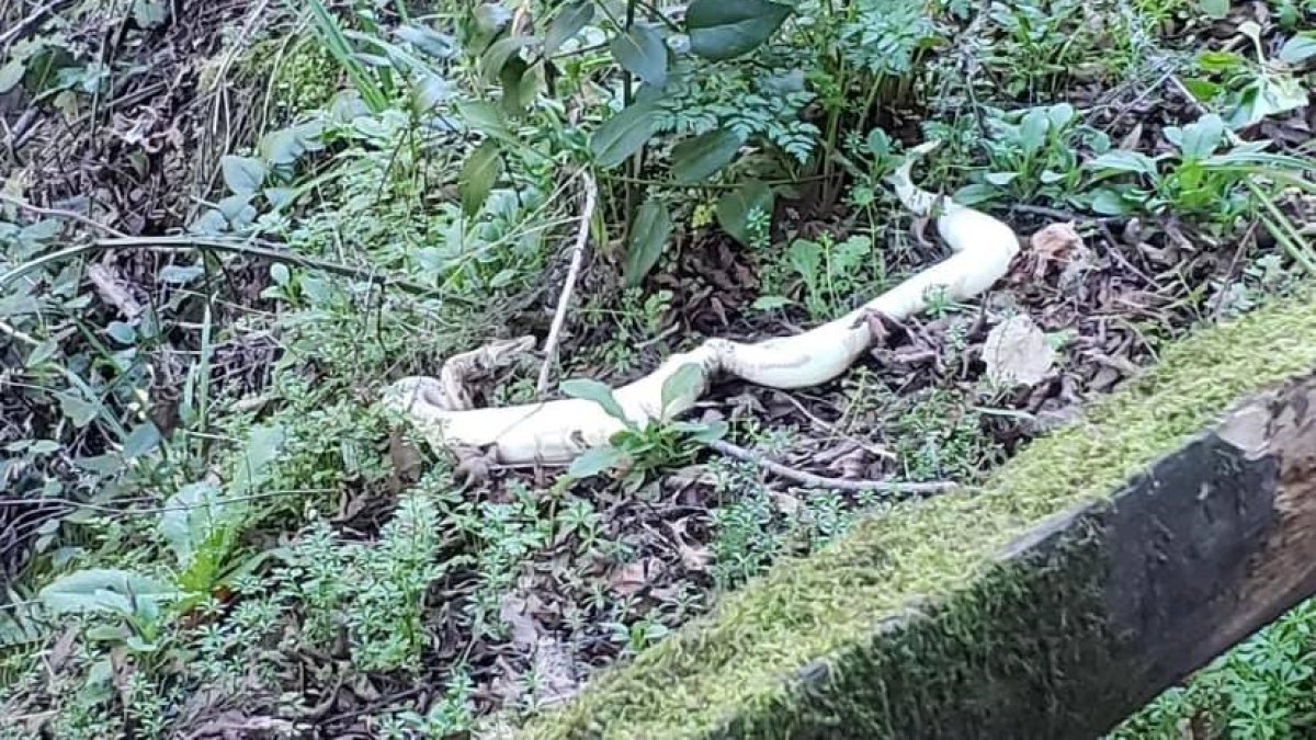 shelby township police spent wednesday night digging a... Python Dumped at Anthony Chabot Regional Park – NBC 7 San Diego