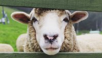Festivals don't get much fuzzier: Learn about sheep shearing at 123 Farm