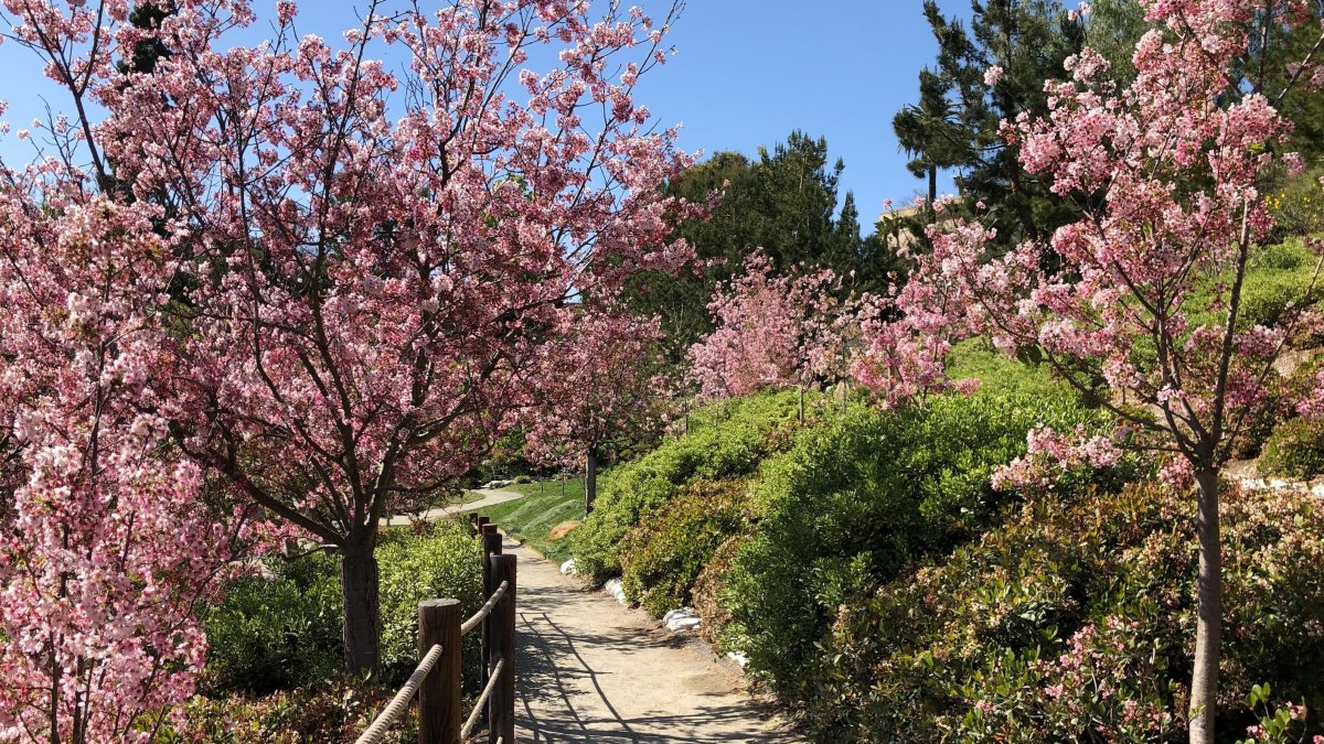 Japanese Friendship Garden’s Cherry Blossom Festival is Returning NBC