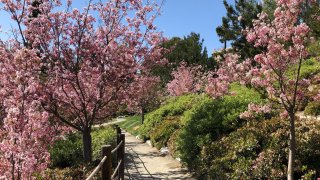 An undated image of a cherry blossom-lined pathway at the Japanese Friendship Garden in San Diego.