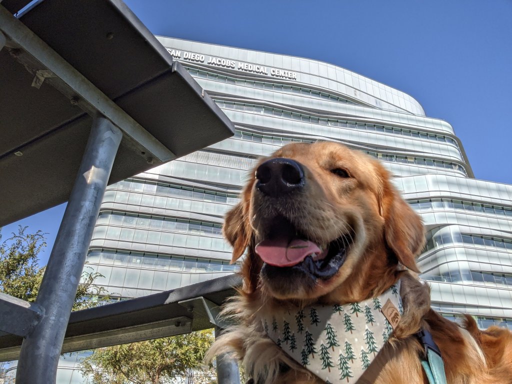 Proton, Ella Cho's Brother (Family Dog) outside of Jacobs Medical Center waiting for sister Ella.