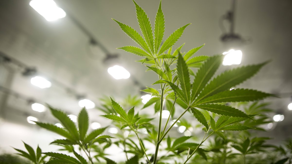 Cannabis Stocks Are Hot Ahead of a House Panel Hearing on a Federal Legalization Bill - Vimarsana News