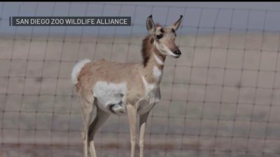 Tracking the Peninsular Pronghorn