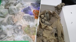 Snakes in bags (left) and other reptiles