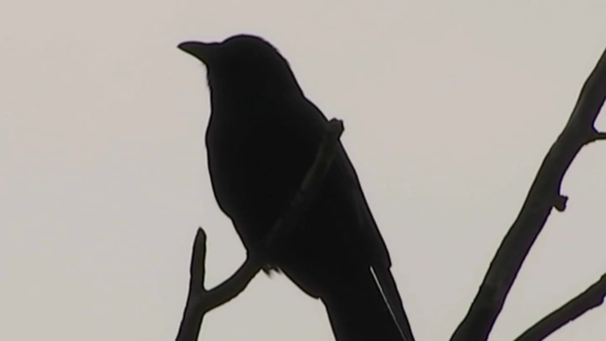 Crow in La Mesa tests positive for West Nile Virus, first in county this year - Vimarsana News