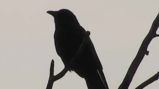 A crow in Shirlington Village