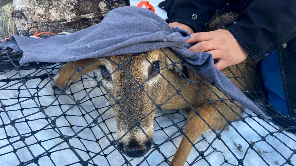 Scientists Test Bears, Deer for COVID, Watch for Possible Mutants – NBC 7 San Diego - Vimarsana News