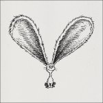 shows a catlike creature with enormous ears