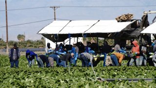 Farmworkers harvest and package lettuce on a farm in Coachella, California, U.S., on Wednesday, Feb. 17, 2021.