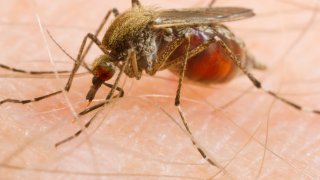 A mosquito engorged with blood from biting a human.