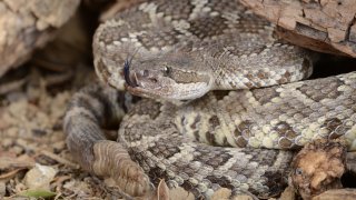 A mature Southern Pacific rattlesnake