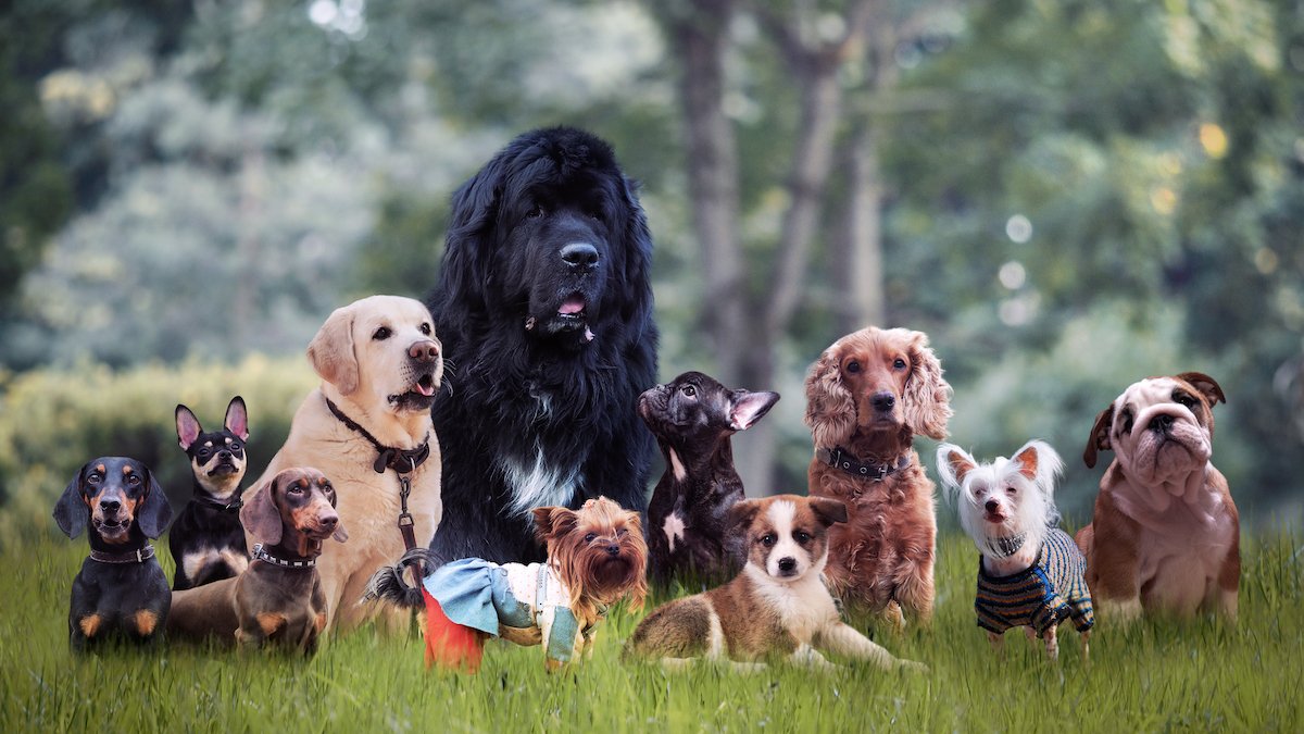 American Kennel Club Most Popular Dog Breeds of 2021 NBC 7 San Diego