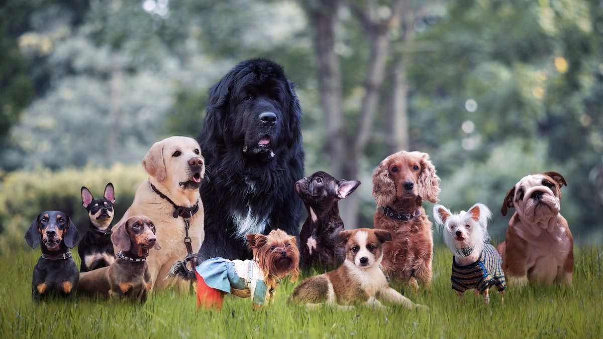 American Kennel Club: Most Popular Dog Breeds of 2021 – NBC 7 San Diego - Vimarsana News