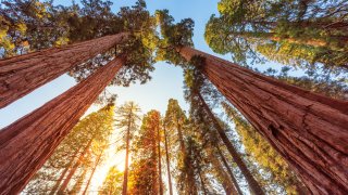 Sunset view of famous giant sequoia trees, also known as giant redwoods or Sierra redwoods, on a beautiful sunny day with green meadows in summer, Sequoia National Park, Sierra Nevada Mountains, California, USA.