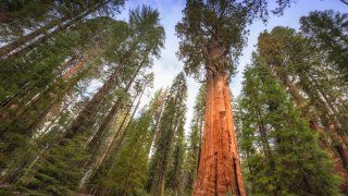 The General Sherman Tree stands high in the Sequoia grove in Sequoia National Park. It took a wide angle lens to capture this giant. Standing 275 feet tall and 36 feet in diameter, the General Sherman is one of the largest living trees on earth. Here, I’m showing the tree from the side by heading up the small path away from most tourists.