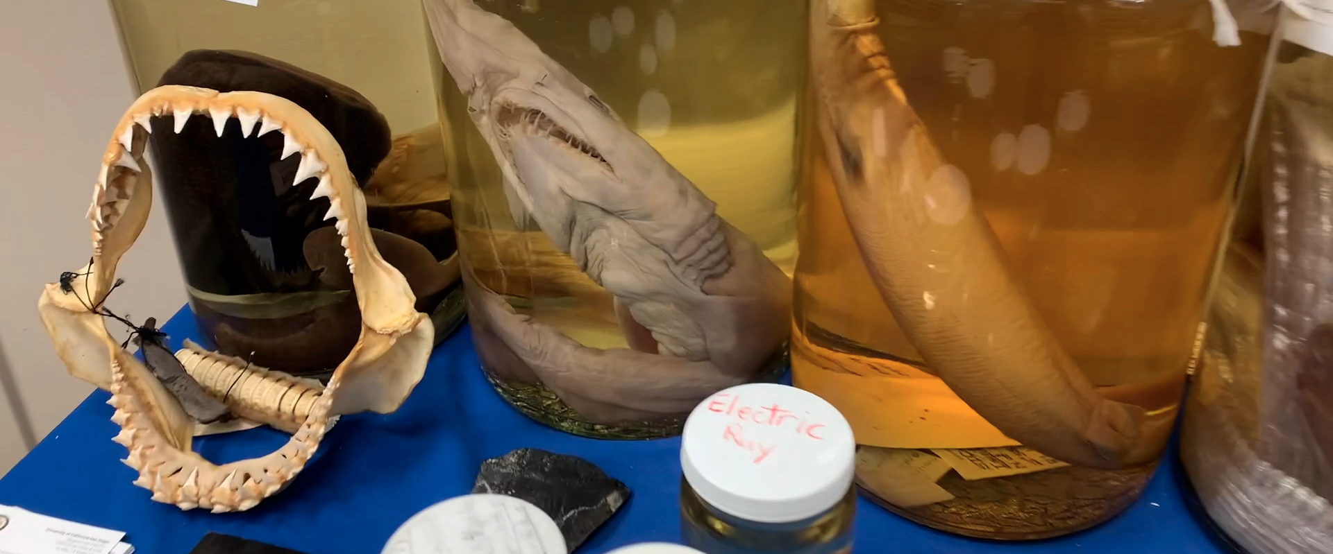 Inside San Diego’s Fish ‘Library’—With The Scientist Who Runs It – NBC ...