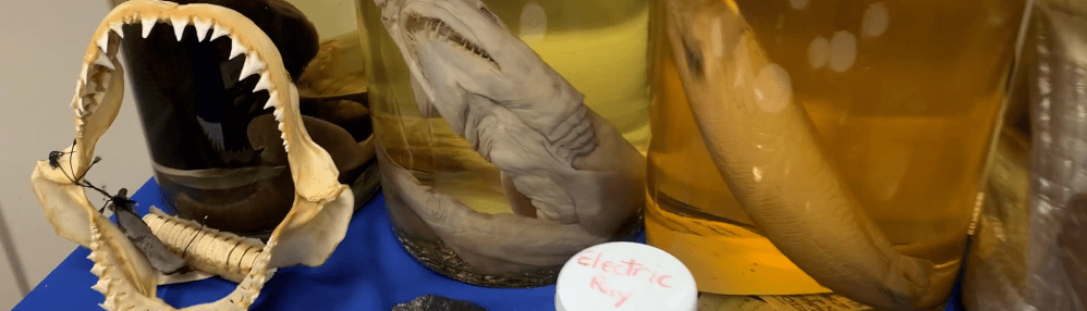 Inside San Diego’s Fish ‘Library’—With The Scientist Who Runs It – NBC ...