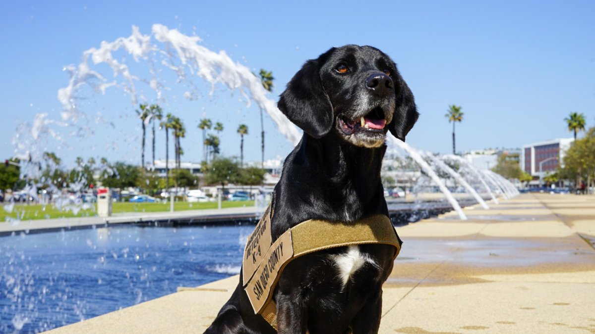 Good Boy! County Detector Dog 'Podder' Given Service Award Ahead of Retirement – NBC 7 San Diego - Vimarsana News