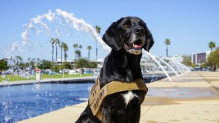 An undated image of 6-year-old San Diego County detector dog, Podder.