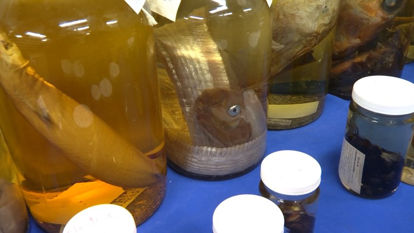 San Diego's Secret Spaces: Go Inside Scripps' 2 Million Specimen Fish Collection