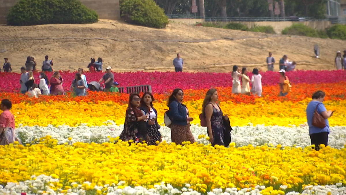 Business Blossoms at the Carlsbad Flower Fields During First Week of ...