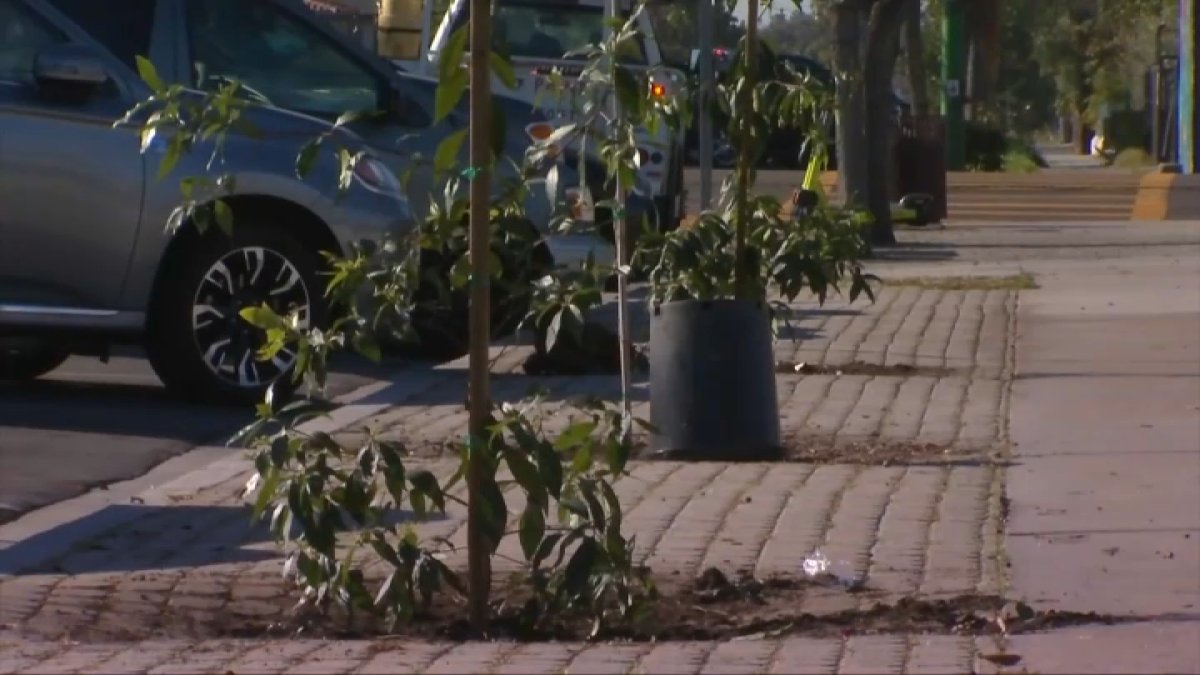 400 Trees Being Planted in City Heights - Vimarsana News
