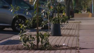 A couple of baby trees are planted just outside Edison Elementary School on Thursday, March 17, 2022 as part of the neighborhood's collaboration with SDG&E.