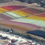 The Flower Fields at Carlsbad Ranch's colorful flowers as seen from SkyRanger 7 on Tuesday, March 22, 2022.