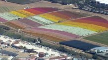 The Flower Fields at Carlsbad Ranch's colorful flowers as seen from SkyRanger 7 on Tuesday, March 22, 2022.