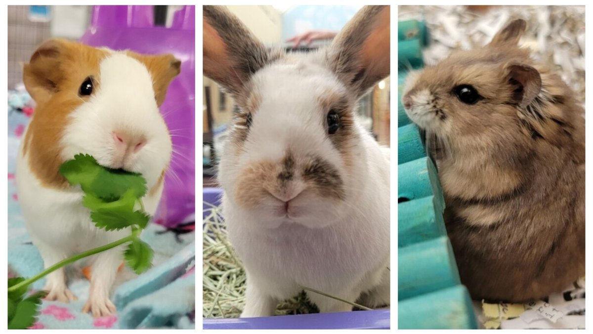 San Diego Humane Society Reducing Small Animal Adoption Fees to $5 – NBC 7 San Diego - Vimarsana News
